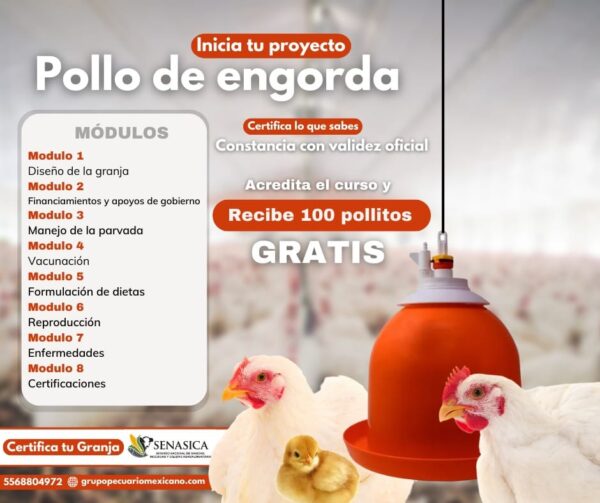 Curso de Pollo de Engorda