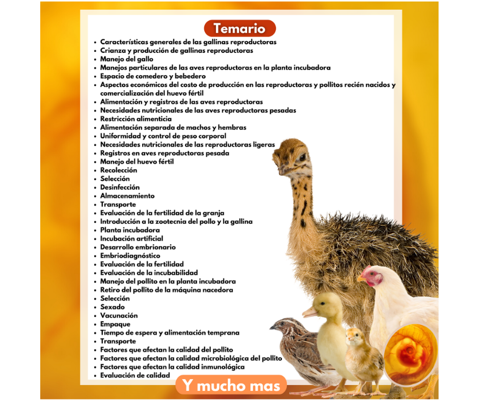 Curso de Incubación Avícola - Image 2