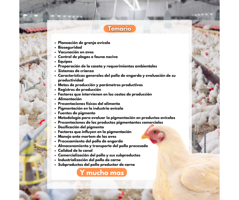 Curso de Pollo de engorda - Image 2